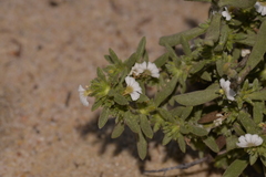 Scaevola canescens