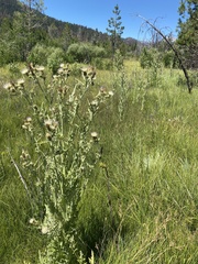Cirsium douglasii