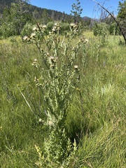 Cirsium douglasii