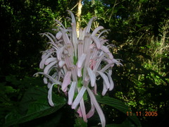 Justicia carnea