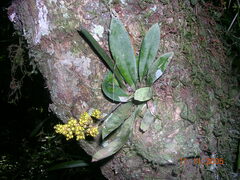 Trichocentrum pumilum