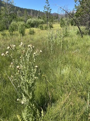Cirsium douglasii