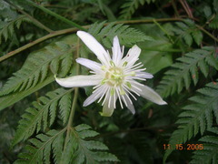 Passiflora capsularis