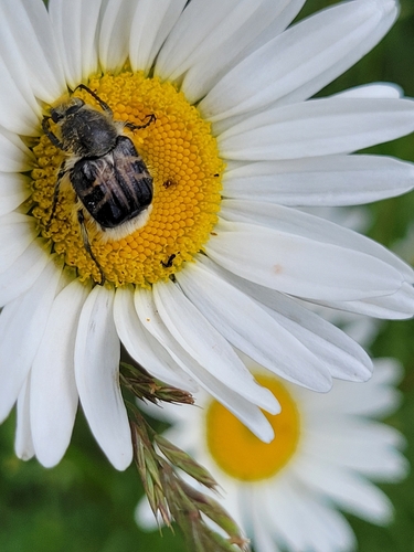 Bee-mimic Beetle photo 5