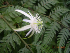 Passiflora capsularis