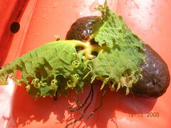 Mourera aspera