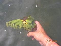 Mourera aspera