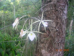 Brassavola tuberculata