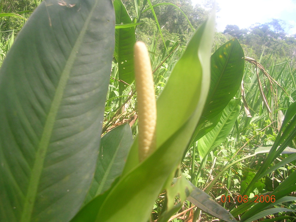 Dumb cane