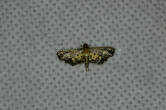 Eurrhyparodes lygdamis