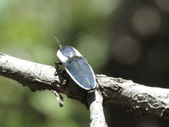Chalcolepidius apacheanus
