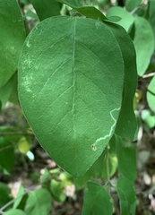 Aulagromyza cornigera