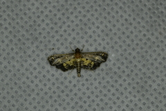 Eurrhyparodes lygdamis