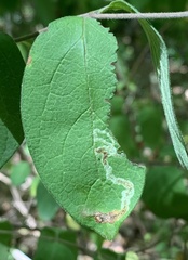 Aulagromyza cornigera