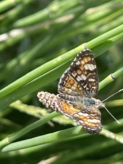 Phyciodes pulchella camillus