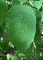 Aulagromyza cornigera