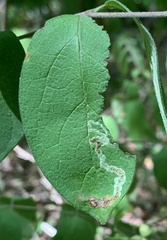 Aulagromyza cornigera