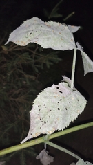 Erysiphe heraclei