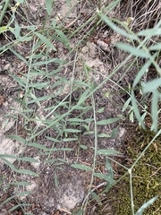 Astragalus miser