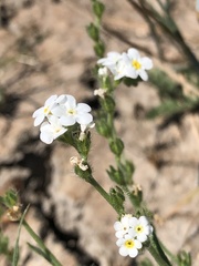 Plagiobothrys figuratus