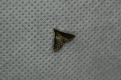 Steniodes declivalis