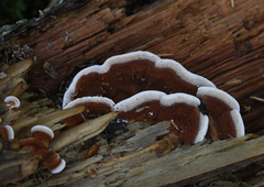 Metuloidea murashkinskyi