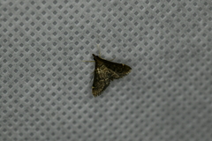 Steniodes declivalis