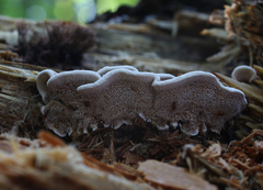 Metuloidea murashkinskyi