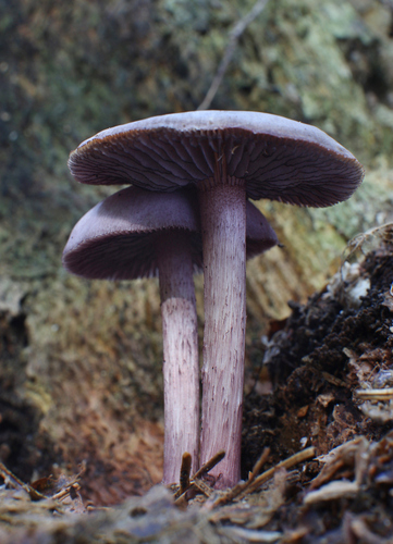 Blackedge Bonnet