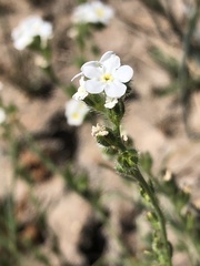 Plagiobothrys figuratus