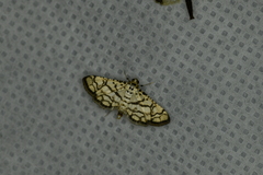 Hileithia rehamalis