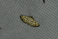 Hileithia rehamalis