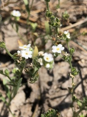 Plagiobothrys figuratus