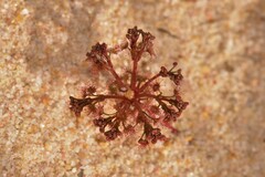 Drosera humilis