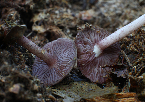 Blackedge Bonnet