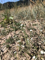 Plagiobothrys figuratus