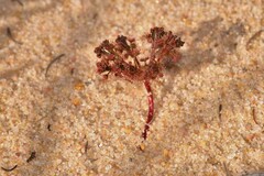 Drosera humilis