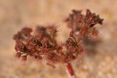 Drosera humilis