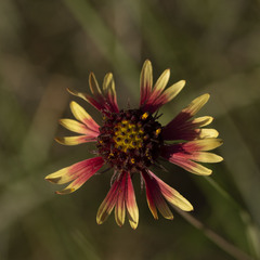 Gaillardia mexicana