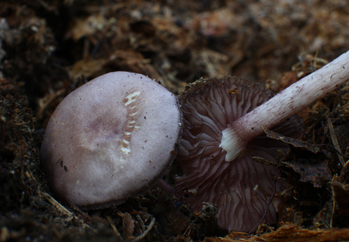 Blackedge Bonnet
