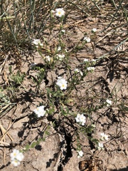 Plagiobothrys figuratus