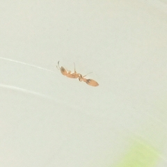 Pseudomyrmex simplex