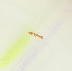 Pseudomyrmex simplex