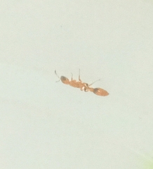 Pseudomyrmex simplex