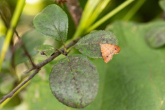 Mellilla xanthometata