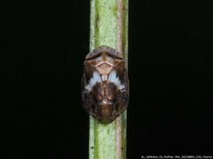 Clastoptera octonotata