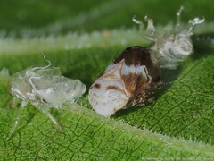 Clastoptera octonotata