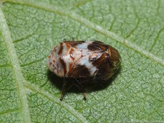 Clastoptera octonotata