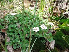 Wedelia grayi