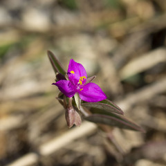 Callisia navicularis